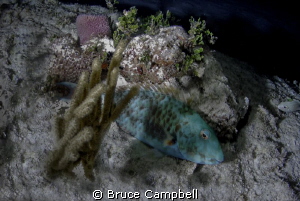 Sleeping parrot fish by Bruce Campbell 